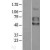 Western Blot: 5T4 Lysate [NBL1-17210] - Western Blot experiments. 
Left-Control; Right -Over-expression Lysate for TPBG